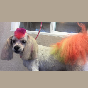 dog with dyed hair mohawk and a rainbow color tail 